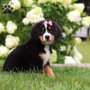 Marcy, Bernese Mountain Dog Puppy